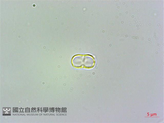 琉璃草藏品圖，第2張