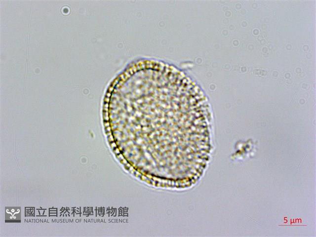 水芥菜、豆瓣菜、無心菜、水甕菜藏品圖，第2張