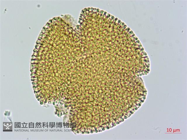 曲枝補血草藏品圖，第1張