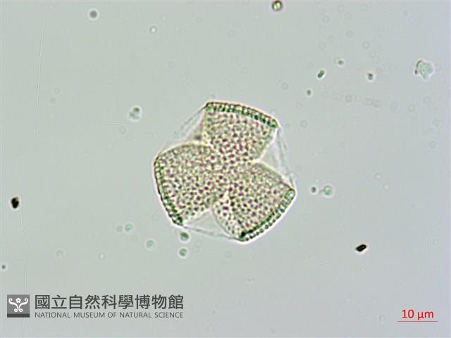 欖李藏品圖，第2張