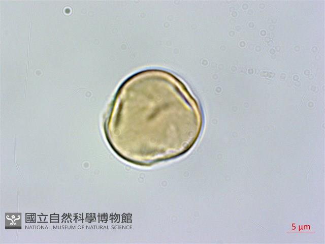 黑柃藏品圖，第1張
