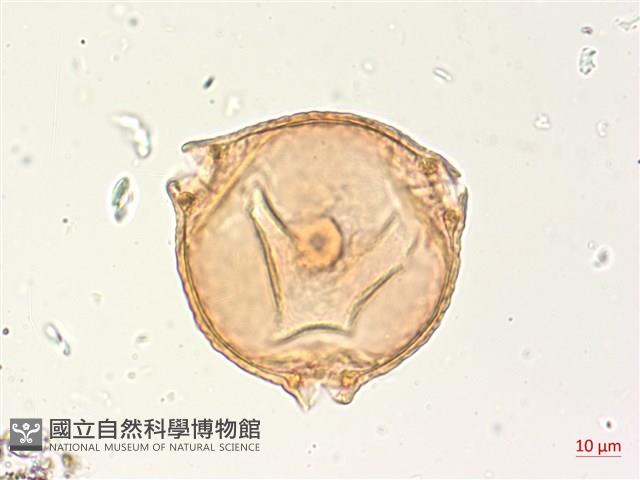 水丁香藏品圖，第1張