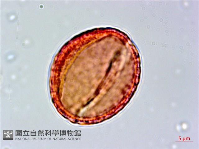 柳氏懸鉤子藏品圖，第1張