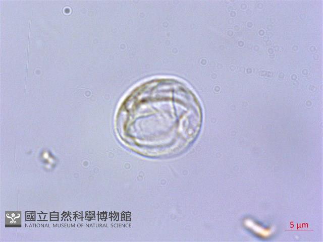 紫麻藏品圖，第1張