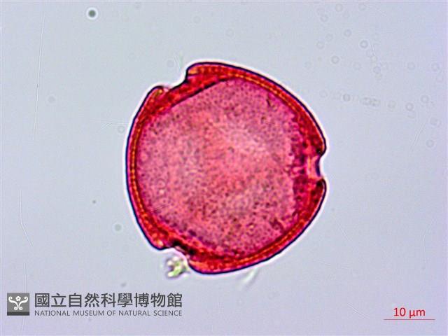 登錄號:S096179藏品圖，第1張