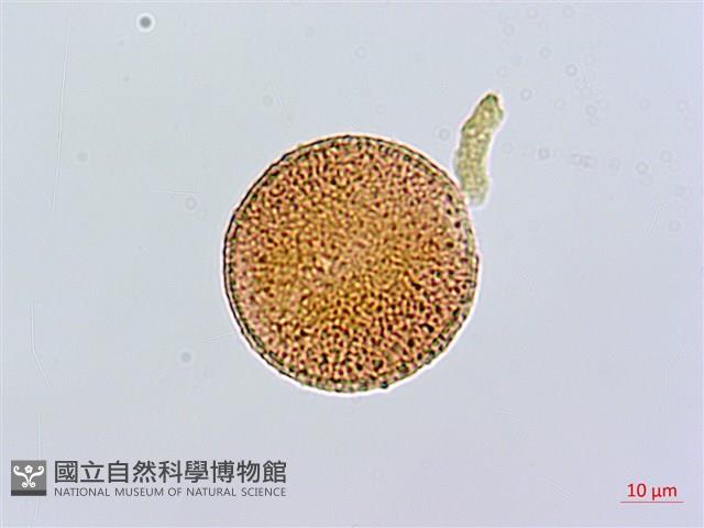 大籽當藥、巒大當藥藏品圖，第1張