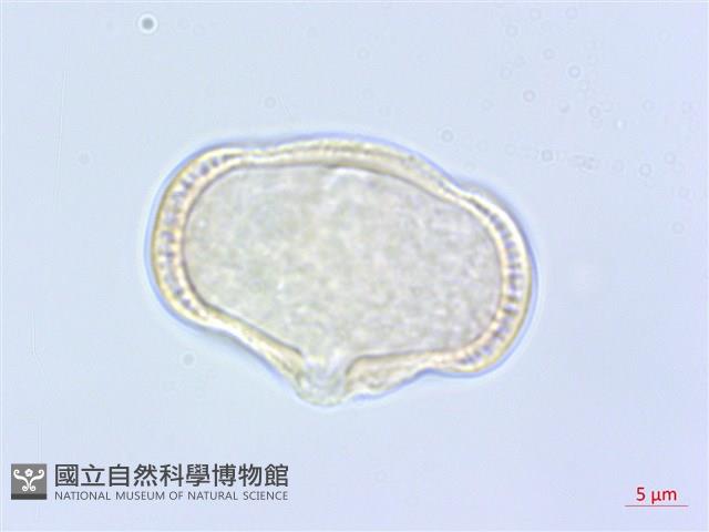 全葉山芹藏品圖，第1張