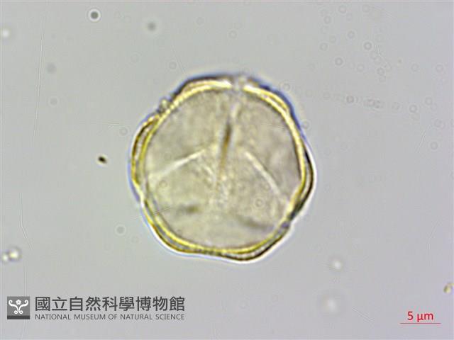 蘭嶼厚殼樹藏品圖，第2張