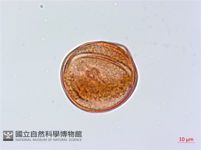 慈恩胡頹子藏品圖，第2張