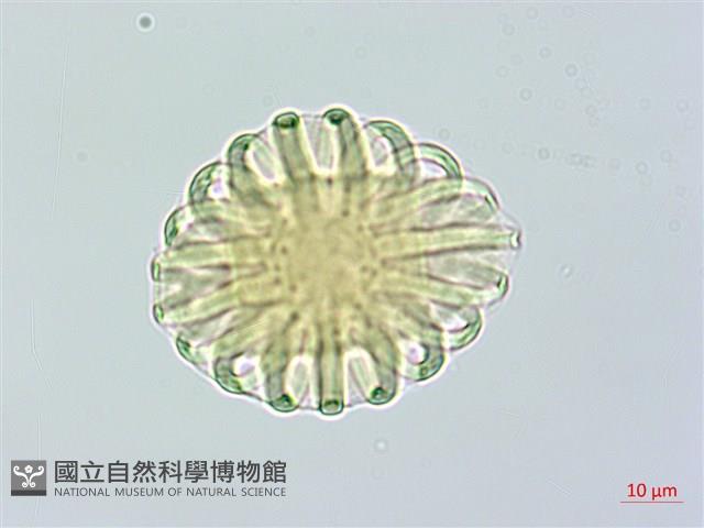 黃花遠志藏品圖，第1張