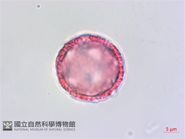 琉球黃楊藏品圖，第1張