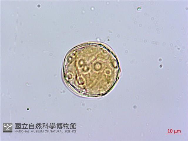 蘭嶼絡石藏品圖，第2張