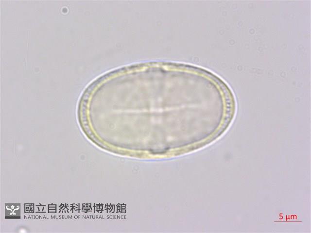 日本前胡藏品圖，第1張