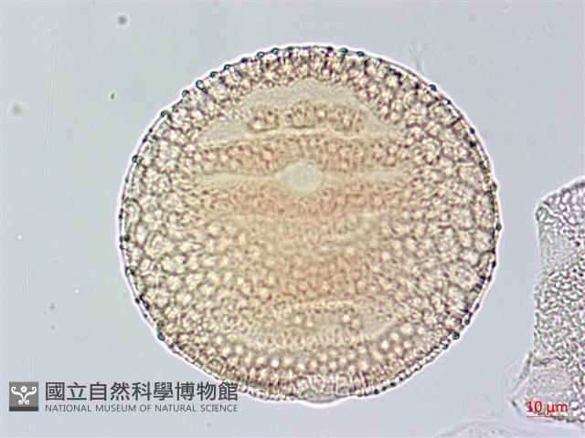 尼氏擬馬偕花藏品圖，第2張