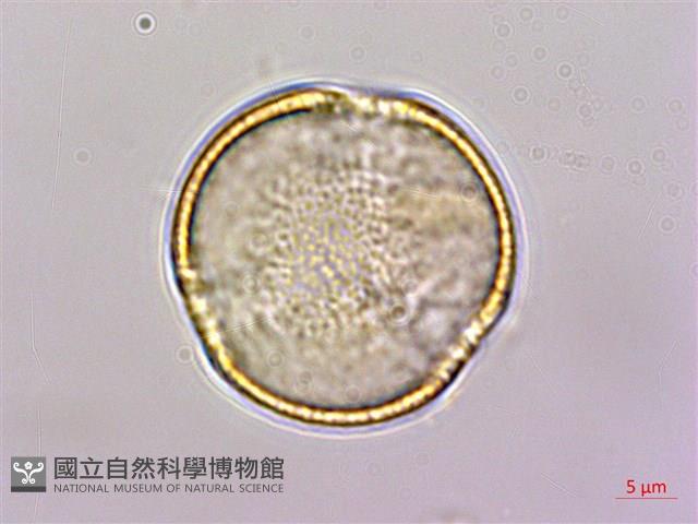 登錄號:S150289藏品圖，第1張