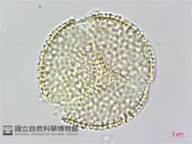 台灣羅漢果藏品圖，第2張