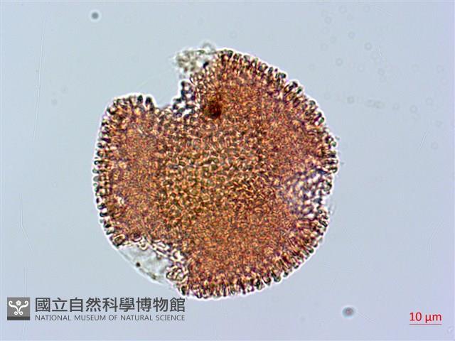 野老鸛草藏品圖，第1張