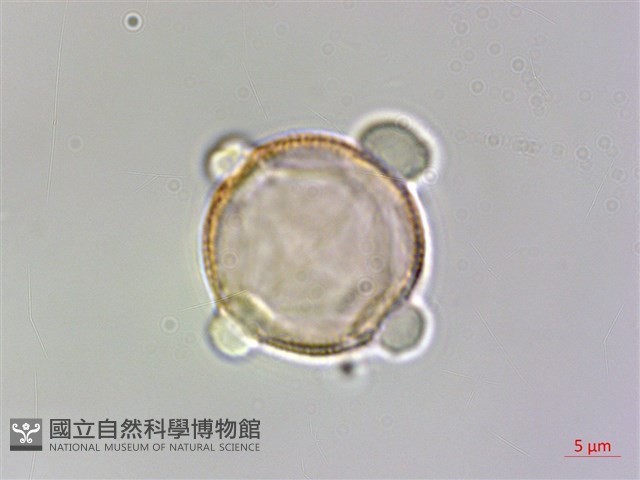 水社玉葉金花藏品圖，第1張
