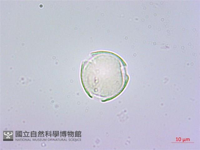 鵝掌蘗藏品圖，第1張