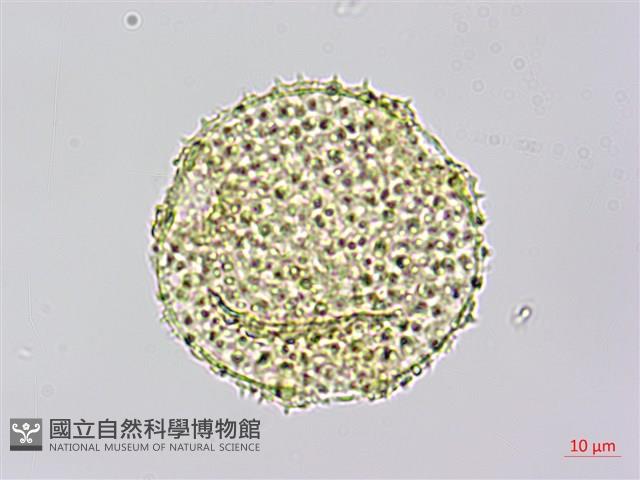 雙輪瓜藏品圖，第2張