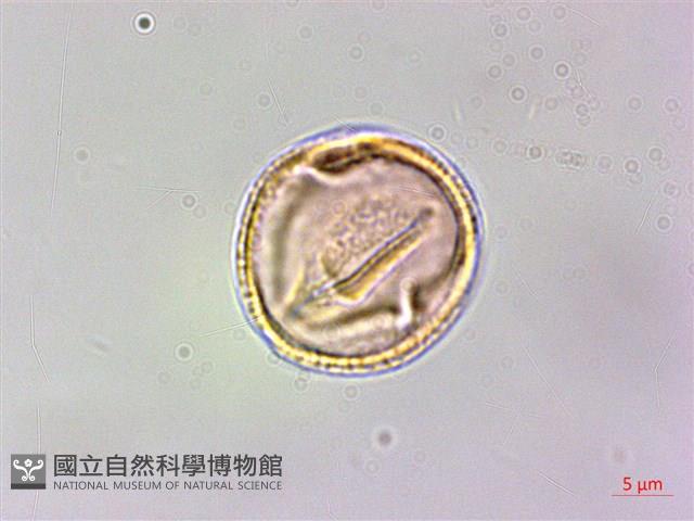 刺花椒藏品圖，第1張