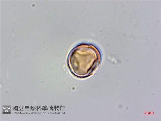 厚葉秋海棠藏品圖，第2張