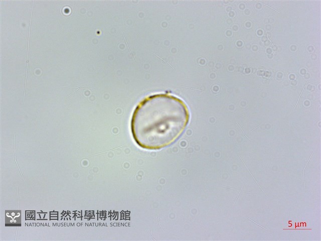 冷清草藏品圖，第1張