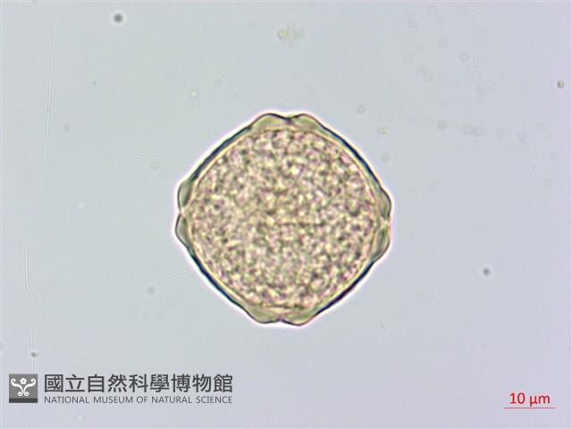 櫸、雞油藏品圖，第2張