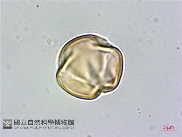 哈哼花藏品圖，第2張