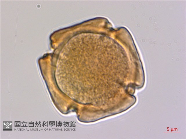 穗花樹蘭藏品圖，第1張