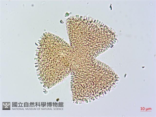 烏面馬、白花藤藏品圖，第1張