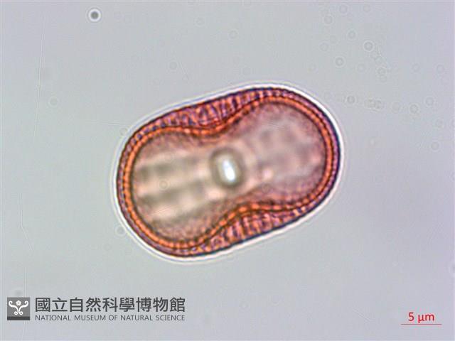 爵床藏品圖，第1張