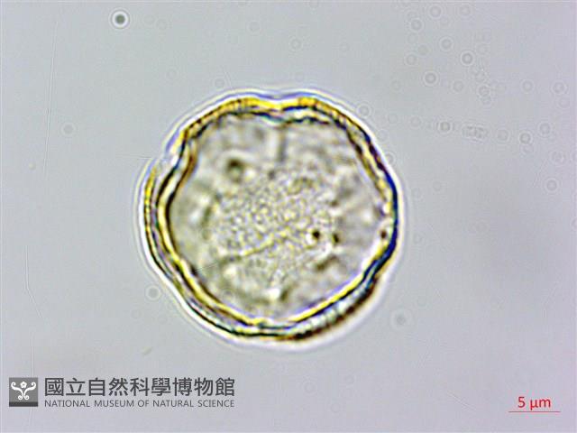 頭花香苦草、白冇骨消藏品圖，第1張