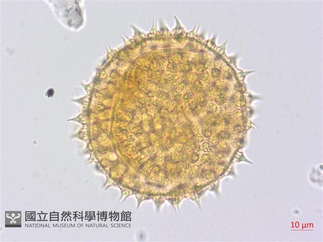 金午時花藏品圖，第1張