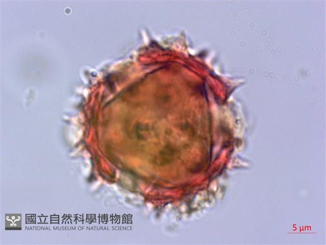 Accession Number:S053828 Collection Image, Figure 2, Total 5 Figures