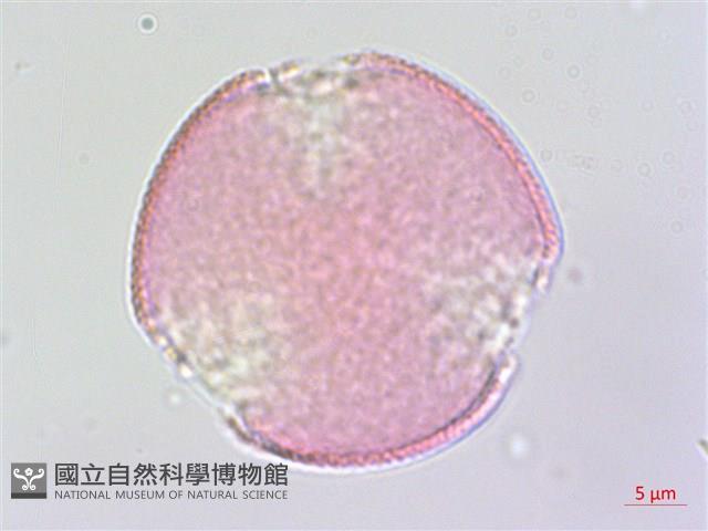 夏菫藏品圖，第1張