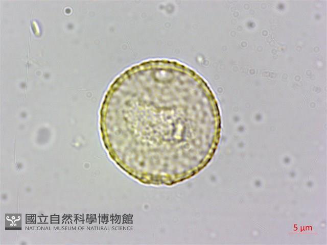 山黃麻藏品圖，第1張