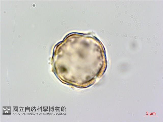 Heliotrope Ehretia Collection Image, Figure 1, Total 5 Figures