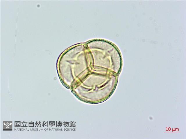 單花鹿蹄草藏品圖，第1張