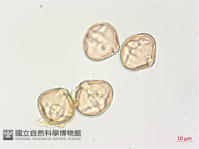 羊不食、毛茄藏品圖，第2張
