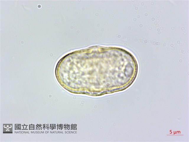 葛縷子藏品圖，第1張