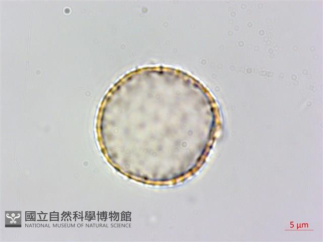 登錄號:S148308藏品圖，第1張