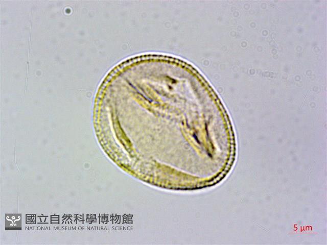 冠蕊木藏品圖，第1張