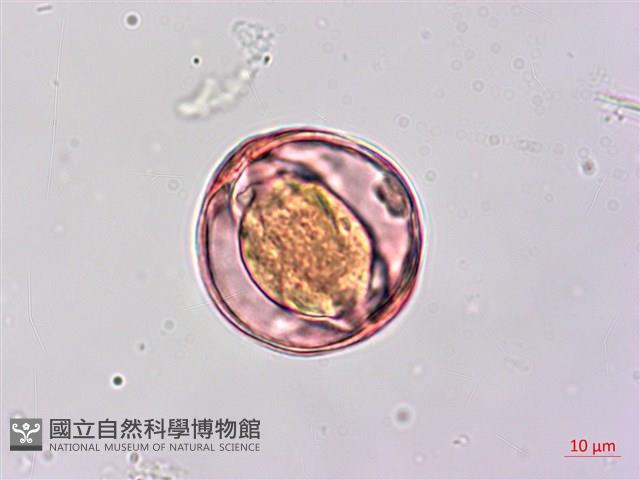 蘭嶼馬蹄花藏品圖，第2張