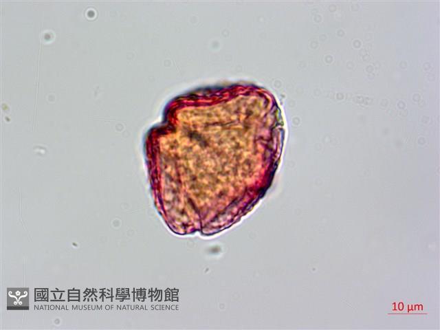 茅瓜藏品圖，第2張