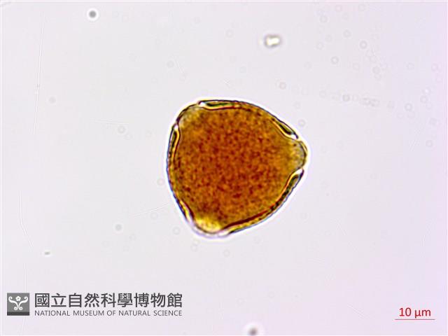 小葉括根藏品圖，第1張