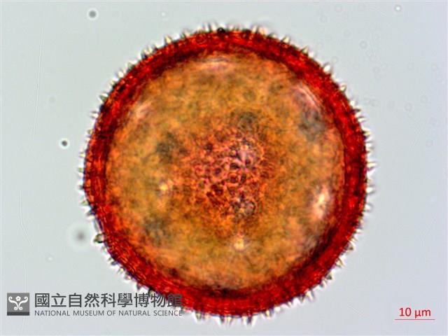 縮葉黃細心藏品圖，第1張