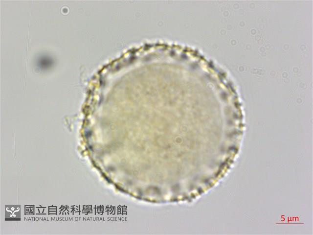 山胡椒藏品圖，第2張