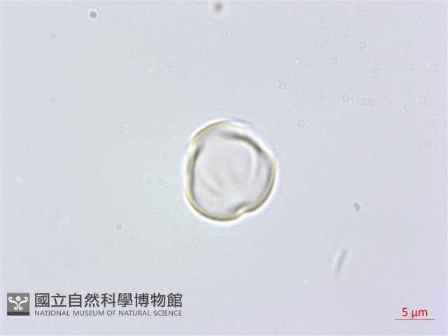 凹葉柃木、濱柃木、翠米茶藏品圖，第1張