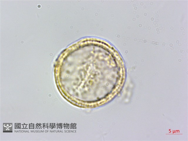 串鼻龍藏品圖，第2張